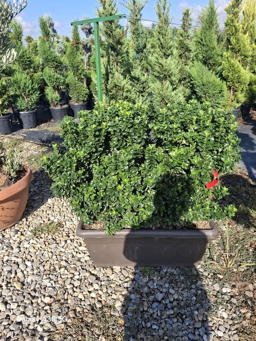 Vând mesteacăn alb și copaci ornamentali