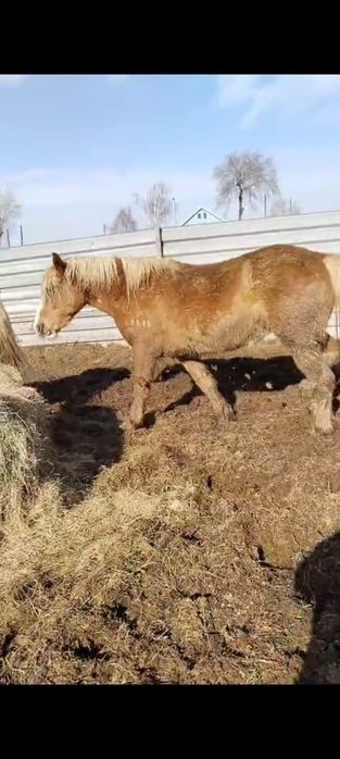 Продам лошадей тяжиков.