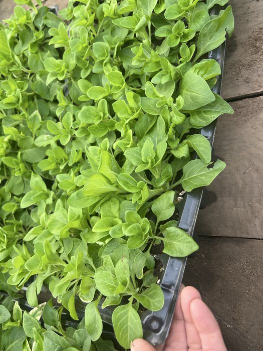 Петуния Экибастуз продам