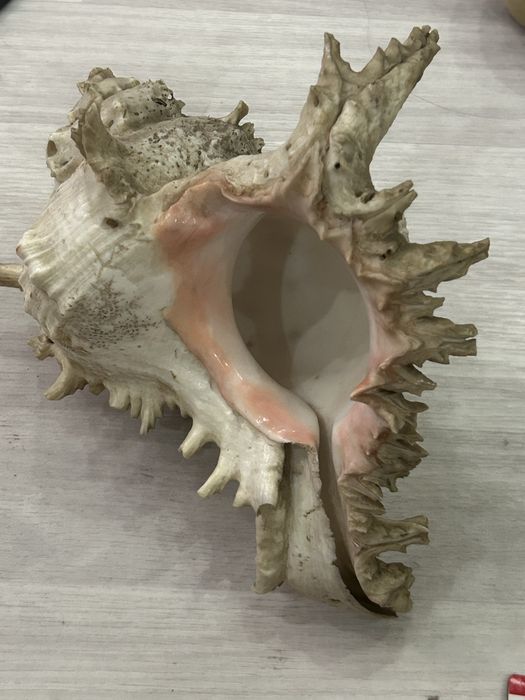 продам морские сувениры
