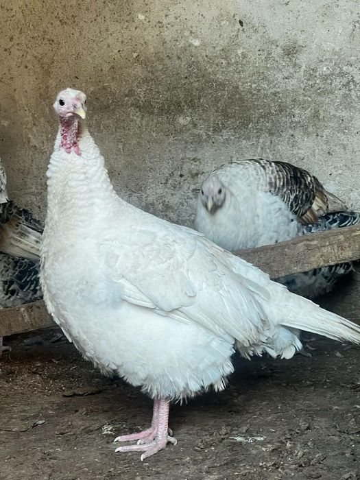 Modda kurkalar va nar kurka sotiladi