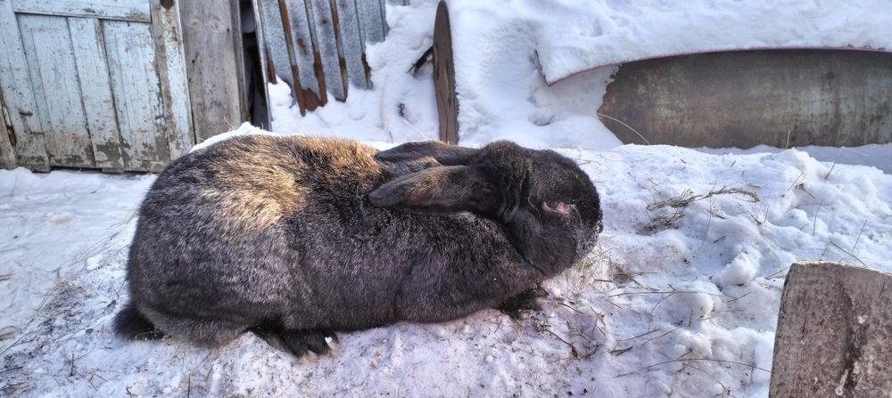 Продам девочку помесь фландер с великаном