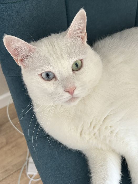 Отдаем в добрые руки