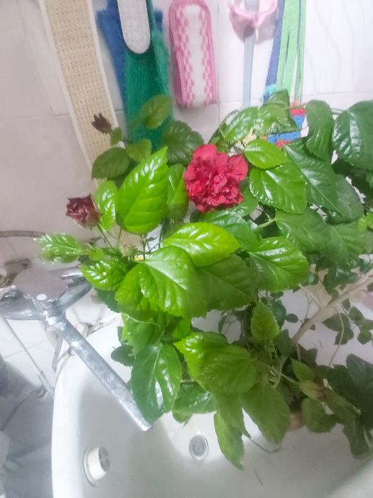 Продаю.розу. гибискус