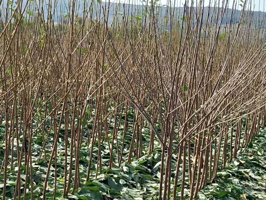 PEPINIERA TOCACIU va ofera  spre vanzare pomi fructiferi altoiti !