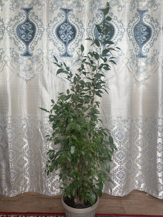 Цветы для дома