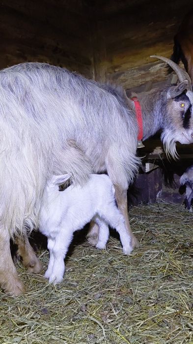 Vând capră cu ieduța