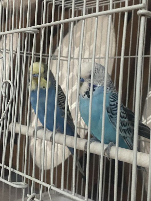 Волнистые попугаи