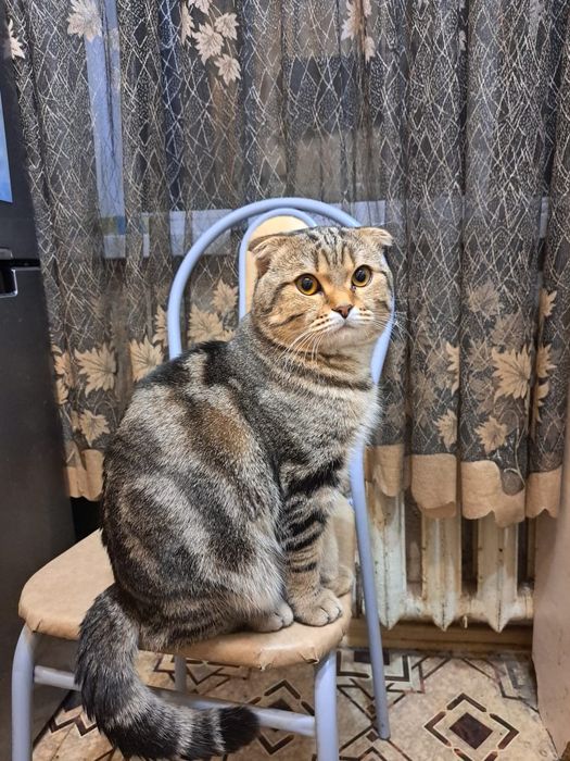 Вязка красивого котика