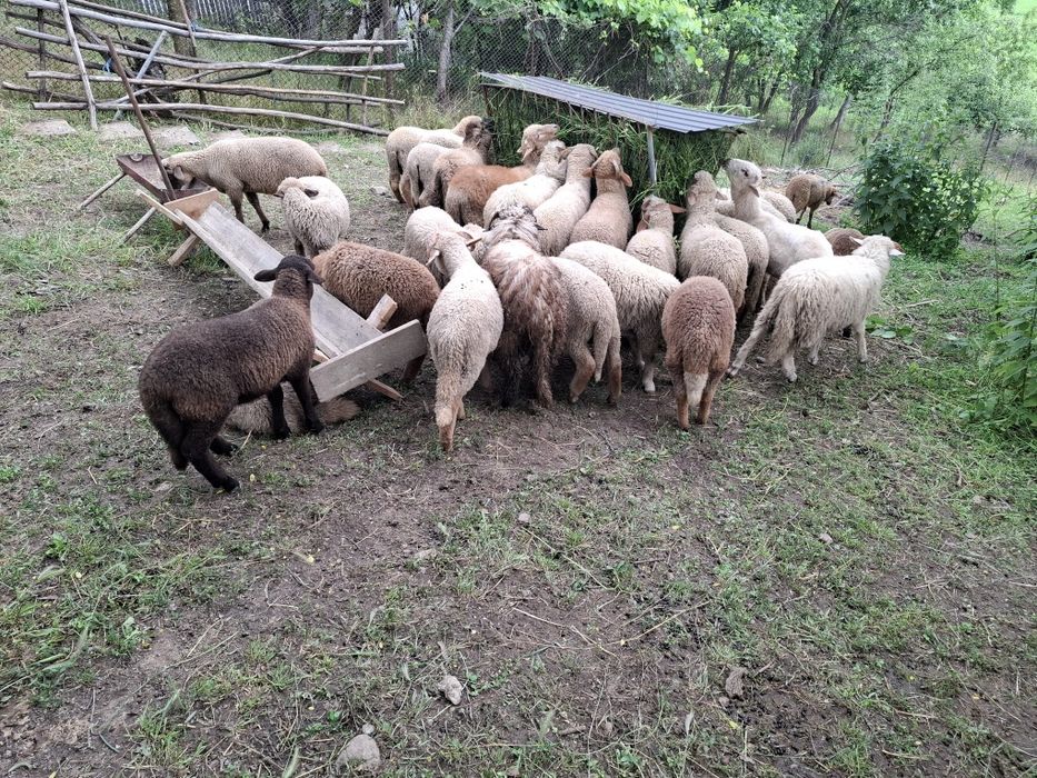 Berbecuți de la 15 kg la 30 kg în viu