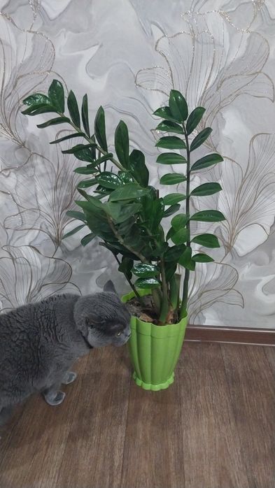 Продам комнатные цветы  Долларовое дерево