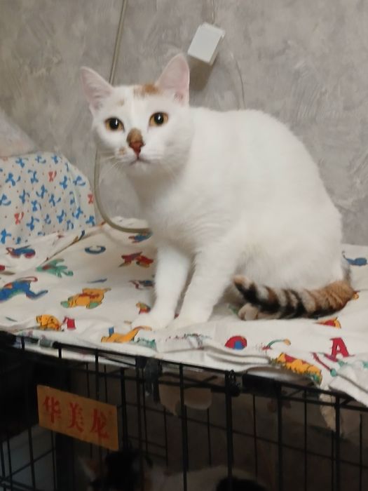 Дарю стерилизованую кошечку