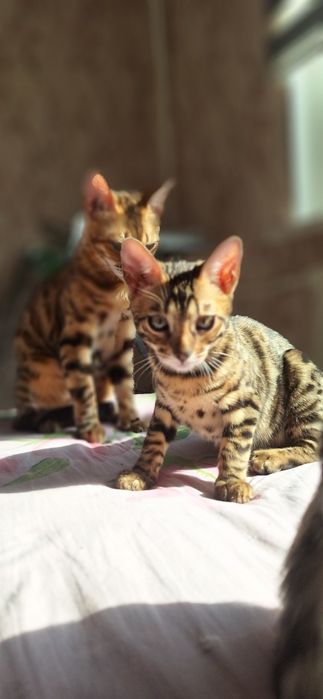 Бенгальские котята