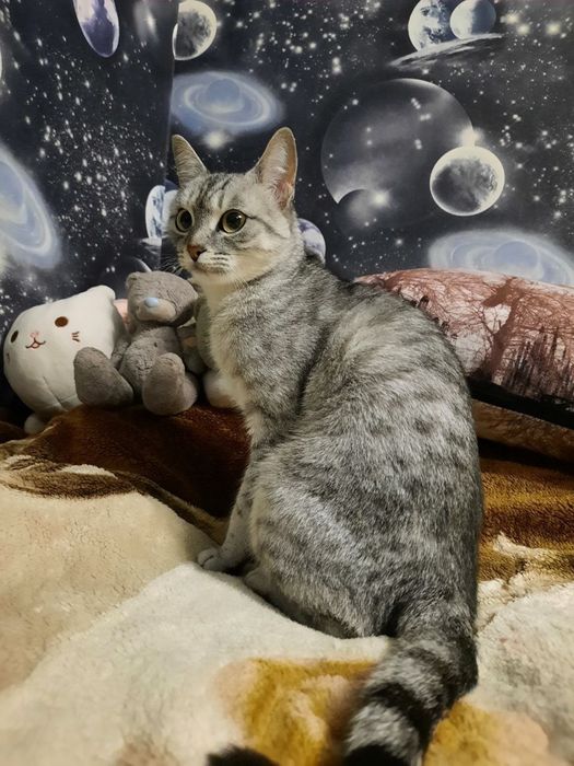 замечательная кошка Алиса даром