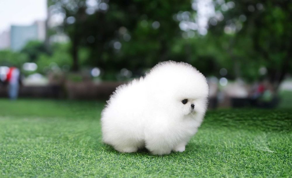 Pomeranian - Catei de  Rasa Pura - Pedigree FCI