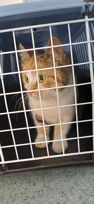 Adopție responsabilă – Ciocârlica își caută ACASĂ