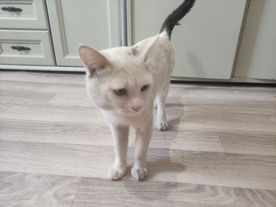 Отдам даром кота