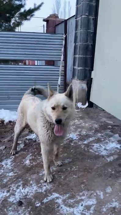 асалаумағаликум лайка еркек