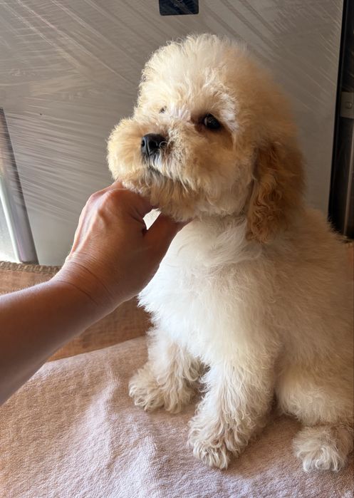 Cavapoo  / Ми ни Всички Ваксини