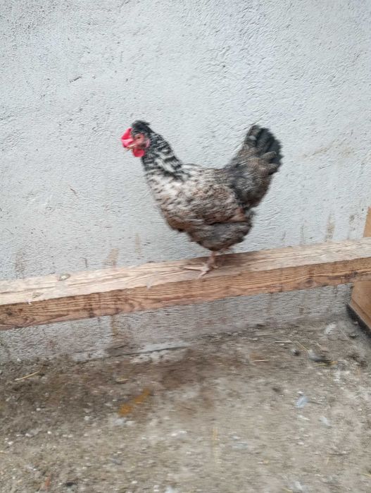 Găini românești de vanzare