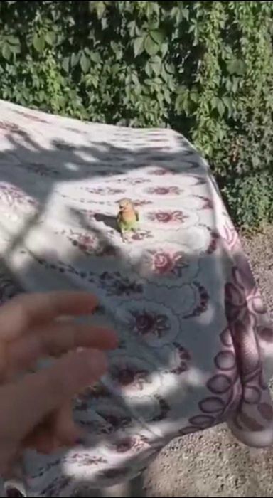 Попугай Кеша    .