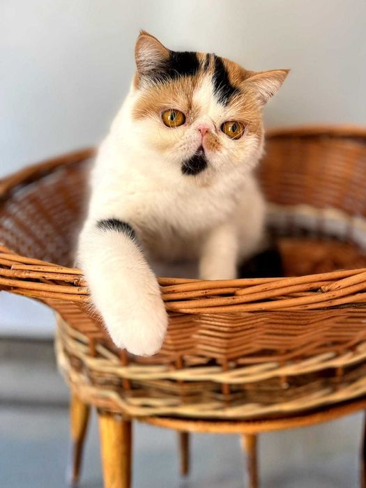 Продава се в развъждане котка, порода экзот. Родена 28.04.25.