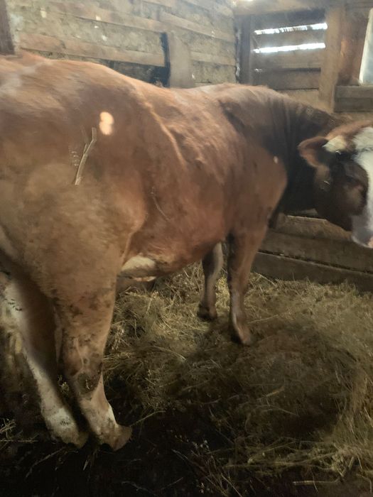 Vând junica gestantă