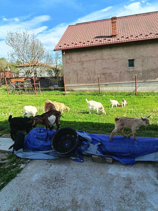 Am capre pentru vanzare