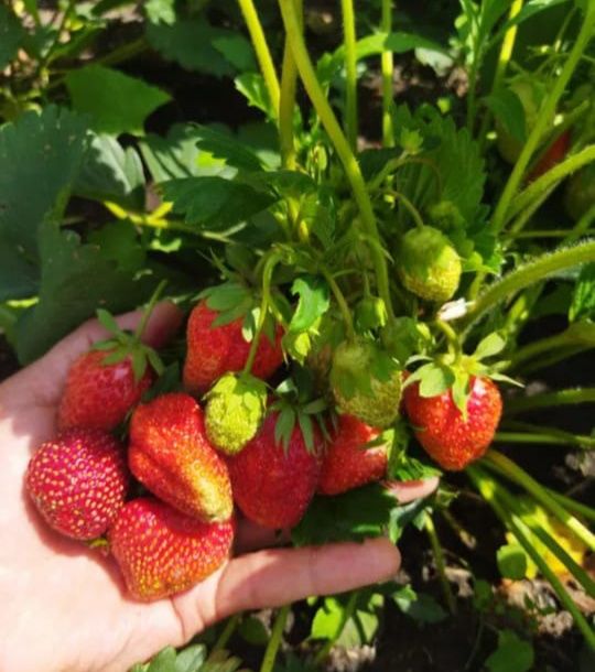 Малина, клубника рассада