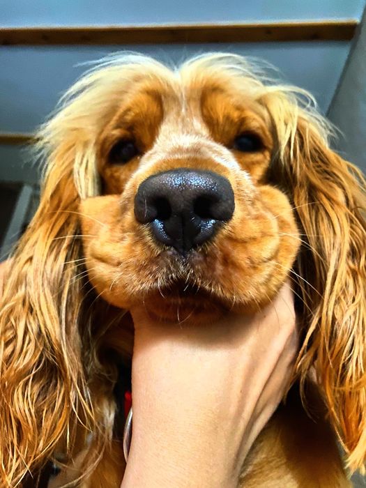 Английский кокер спаниель  мальчик ищет себе невесту