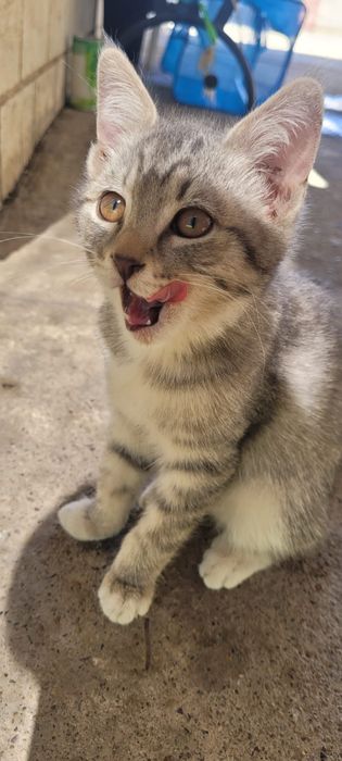 Котёнки 3-х месячные