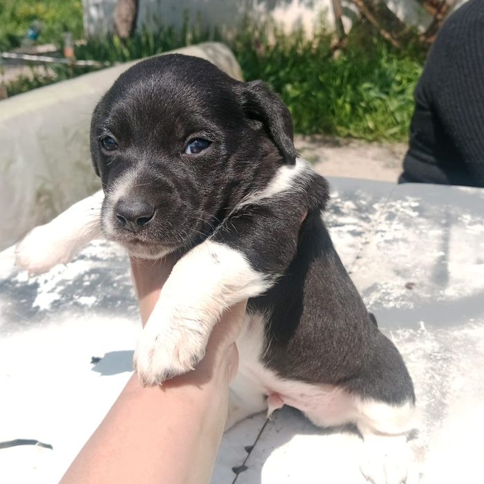 Щенки Джек Рассел