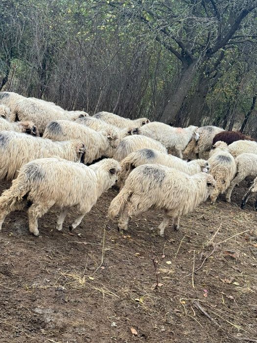Vând 40 de miei Turcani