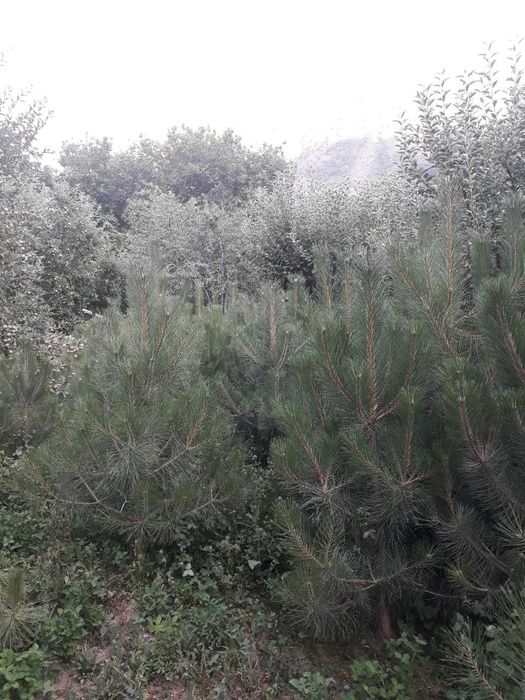 Крымская сосна сотилади 4-5йили  стволи бакуват зур шохлангап.