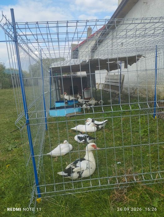 Vând boboci de rate leșești