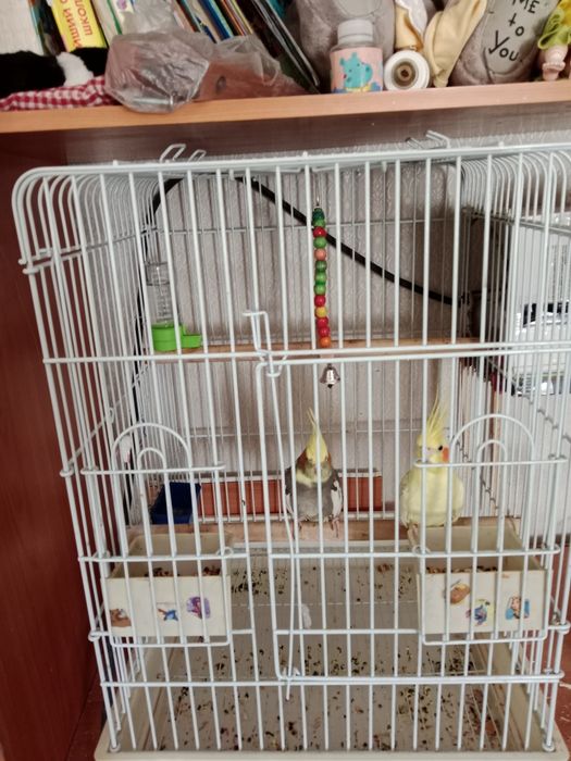 Продам попугаев корелла