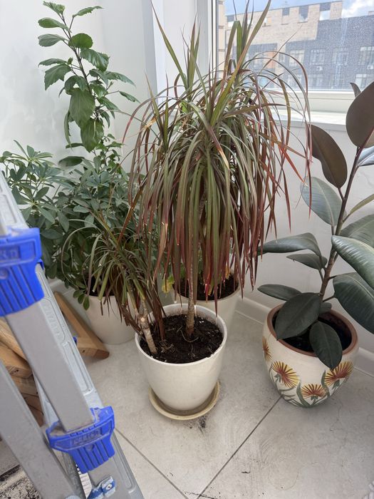 Пальма цветок в керамическом горшке