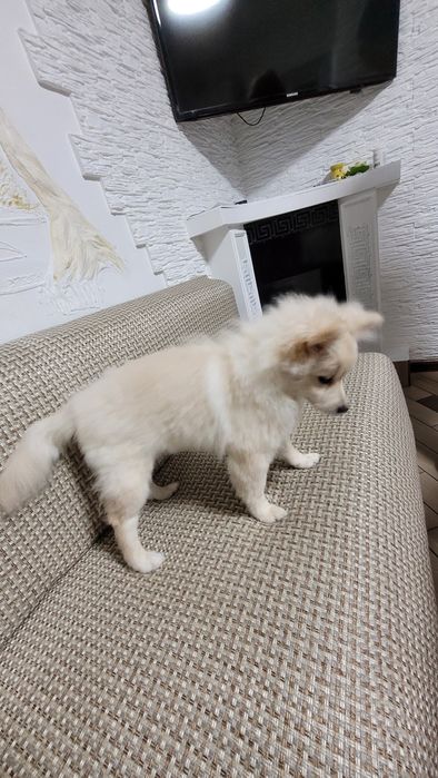 Щенок, немецкий шпиу