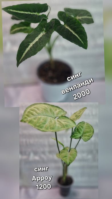 Комнатные растения в продажу