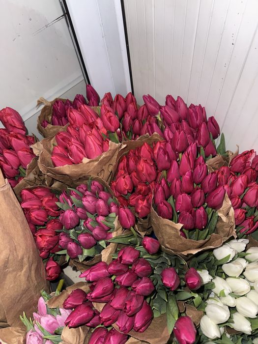 Тюльпаны по 650тг