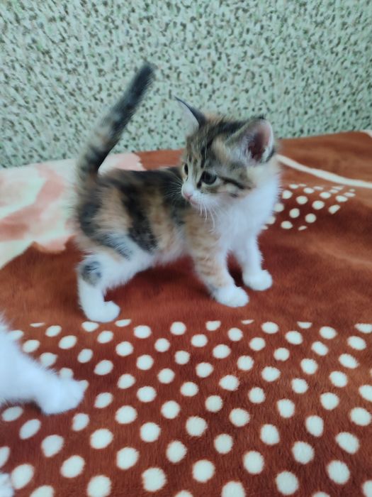 Котята ручные не дикие