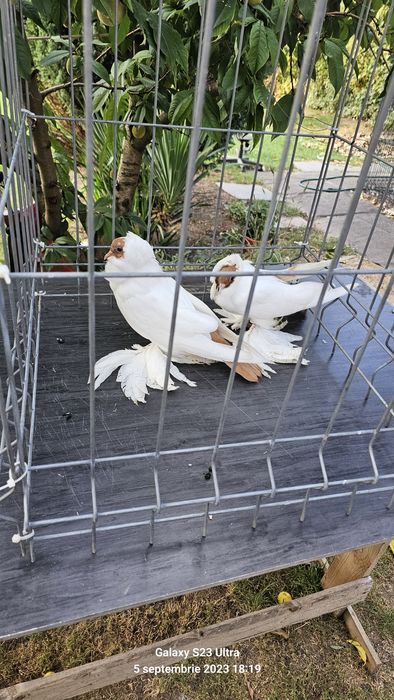 Porumbei Cap de Maur