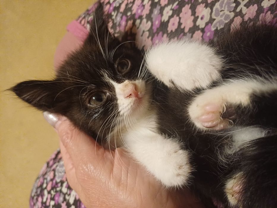 Котёнок мальчик б/п
