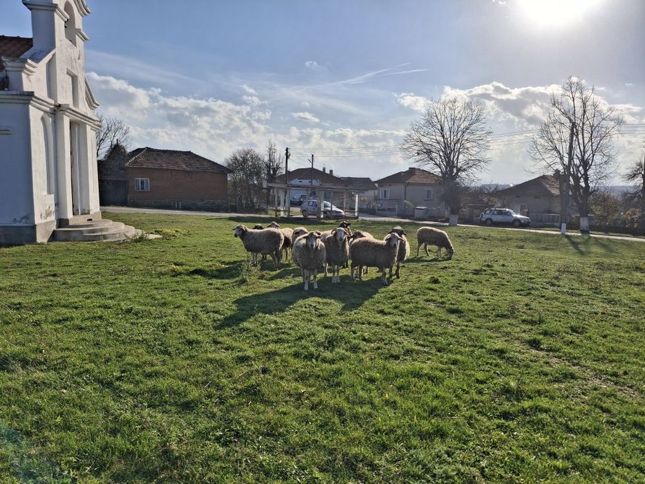 Овце  и кочове   добре  гледани