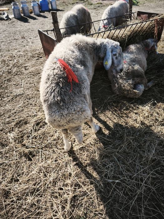 Berbec karakul brumăriu