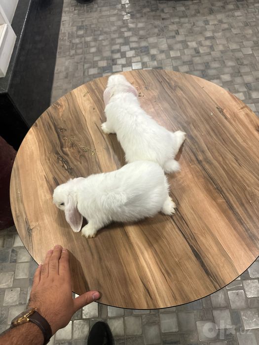 minilop sotiladi 2oylik