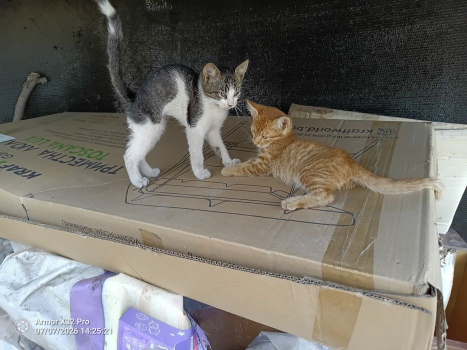 Подарявам котета Бяло и две други.0879/894433.Червен бряг.