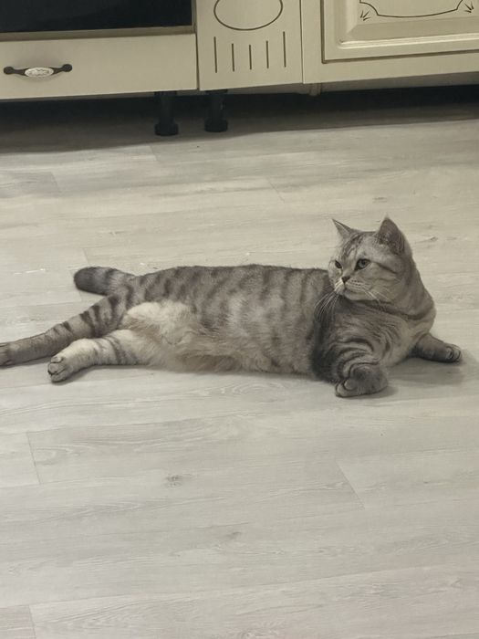 Отдам в хорошие руки