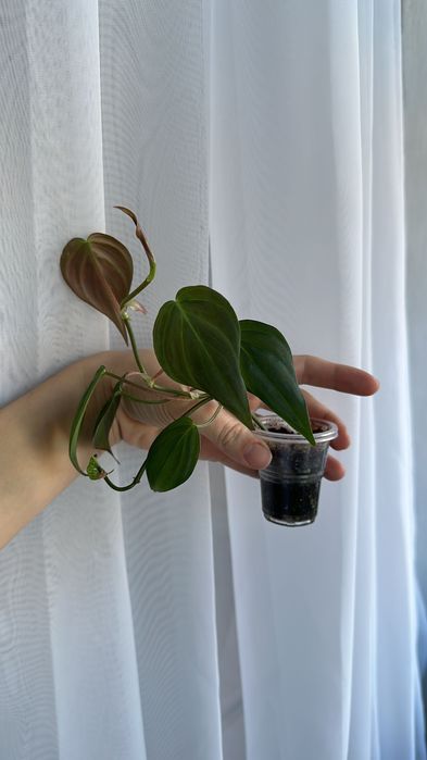 Продам домашнии цветочки