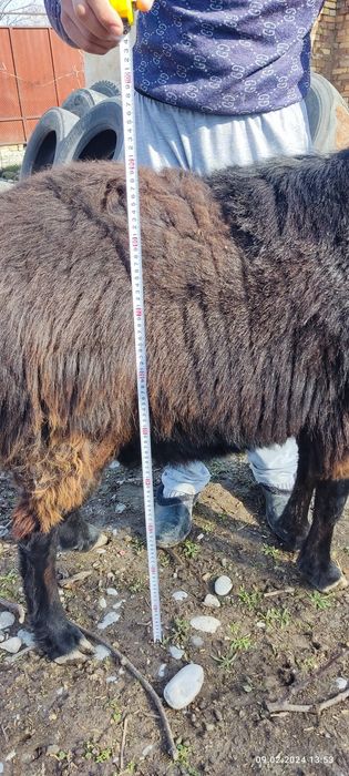 Продам кошкара породистый